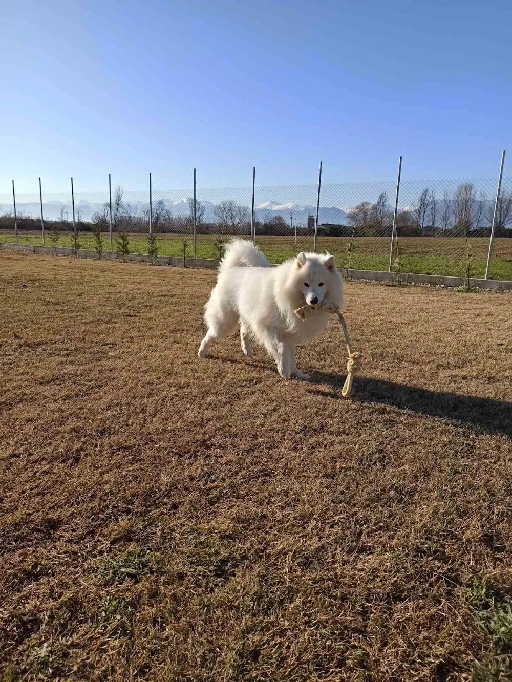 Pet Campus Gr - Ξενοδοχείο σκύλων & γάτων - Central Greece pet otel görseli 6