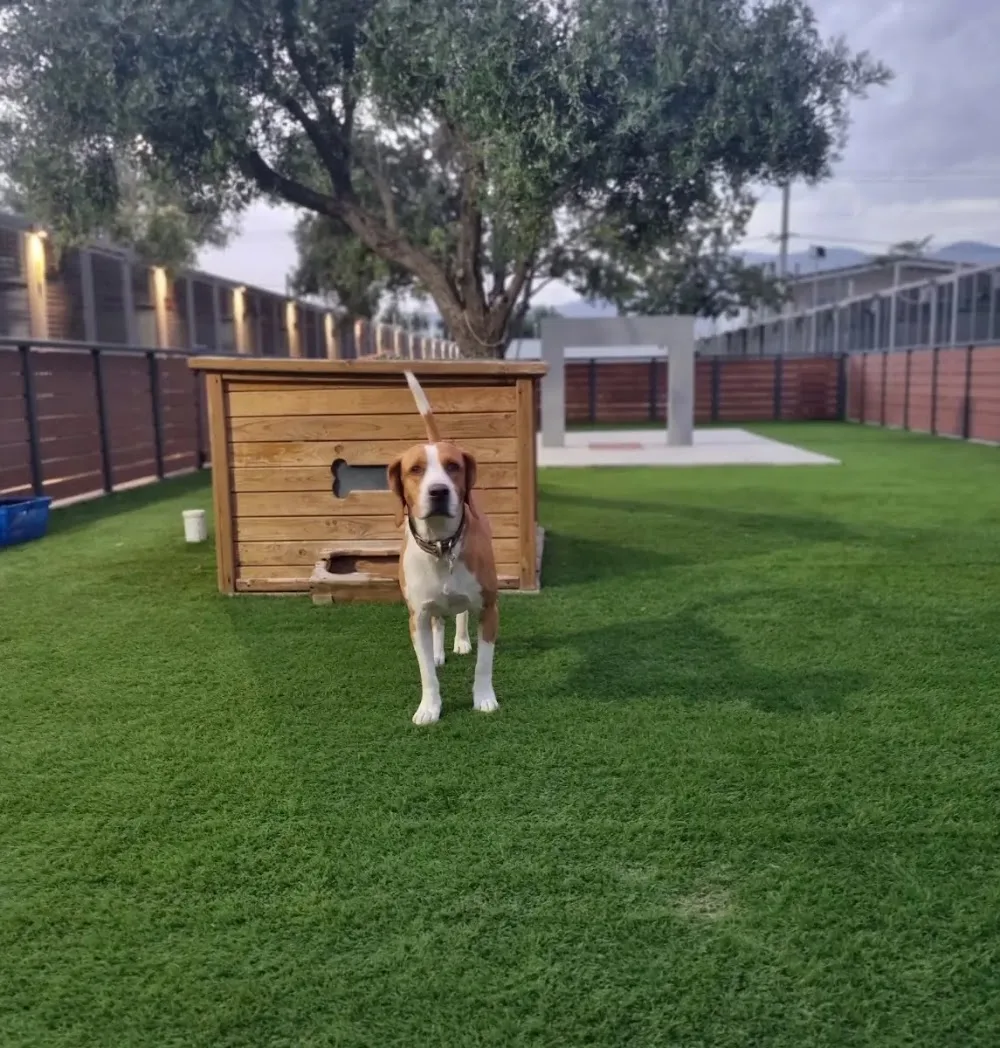 Pet Paradise pet hotel - Central Greece pet otel görseli 3