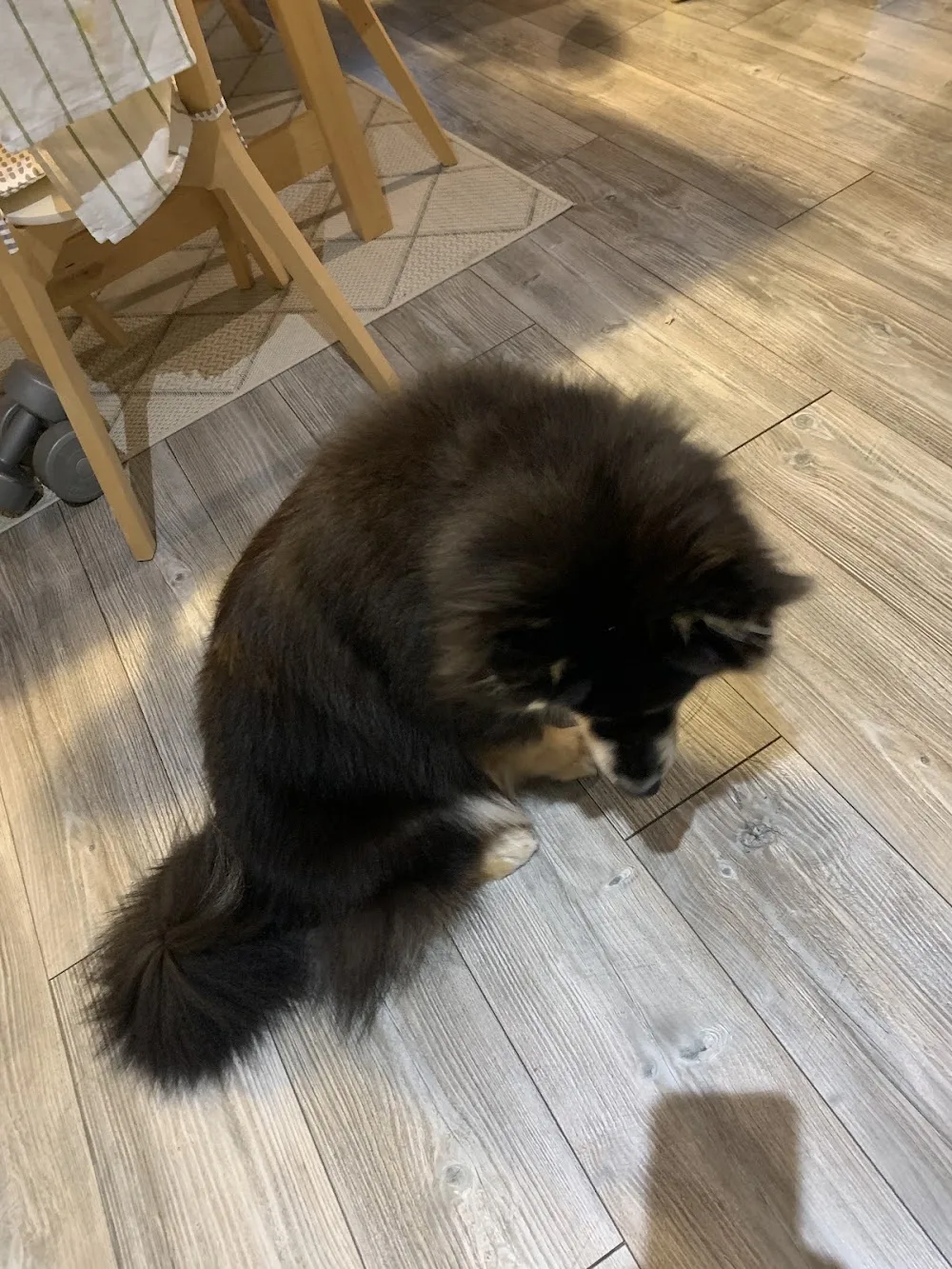 Kalajoen Koirakampaamo - Central Ostrobothnia pet otel görseli 6