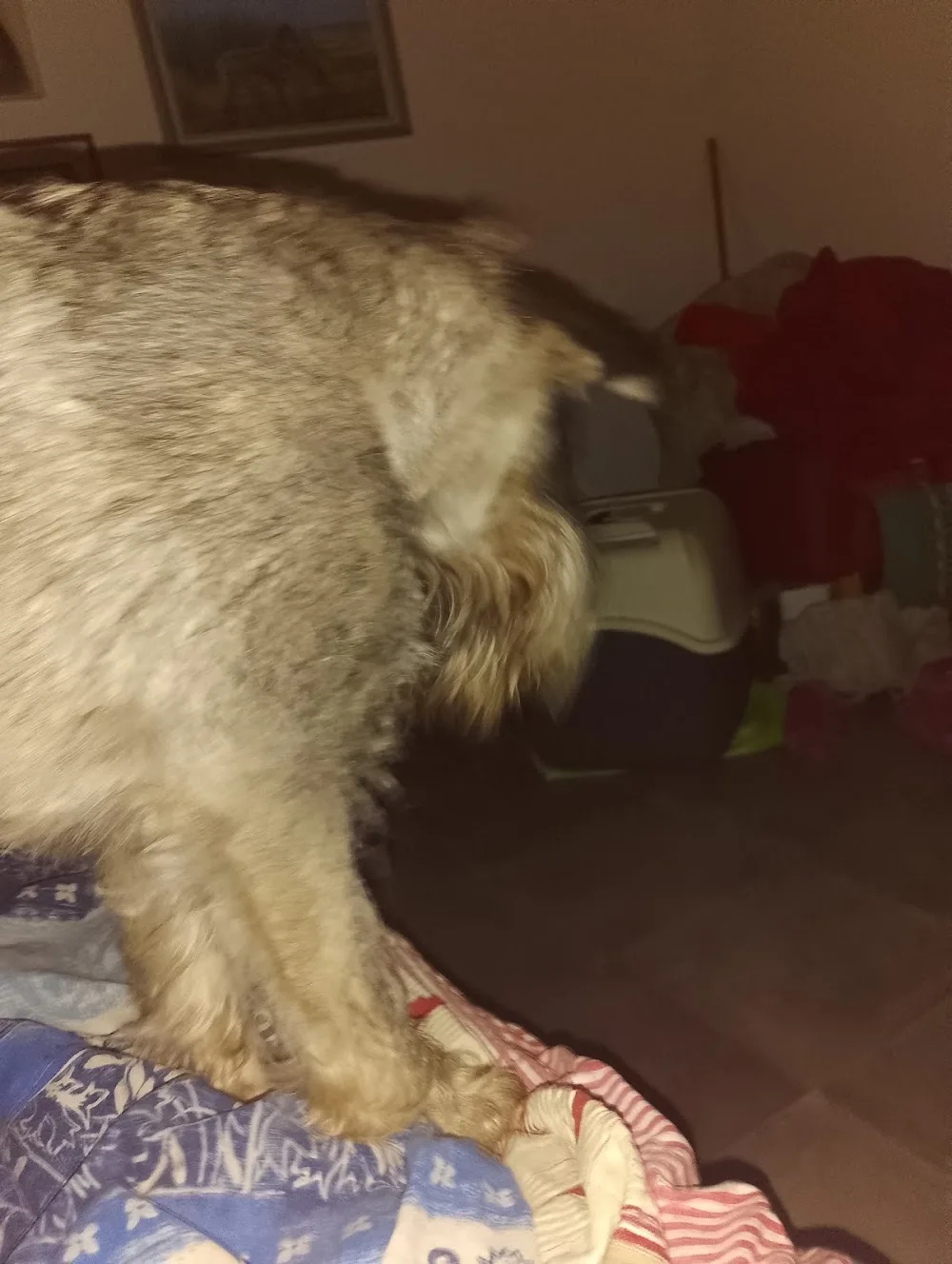 KALAJOEN PIENELÄINHOITOLA - Central Ostrobothnia pet otel görseli 3