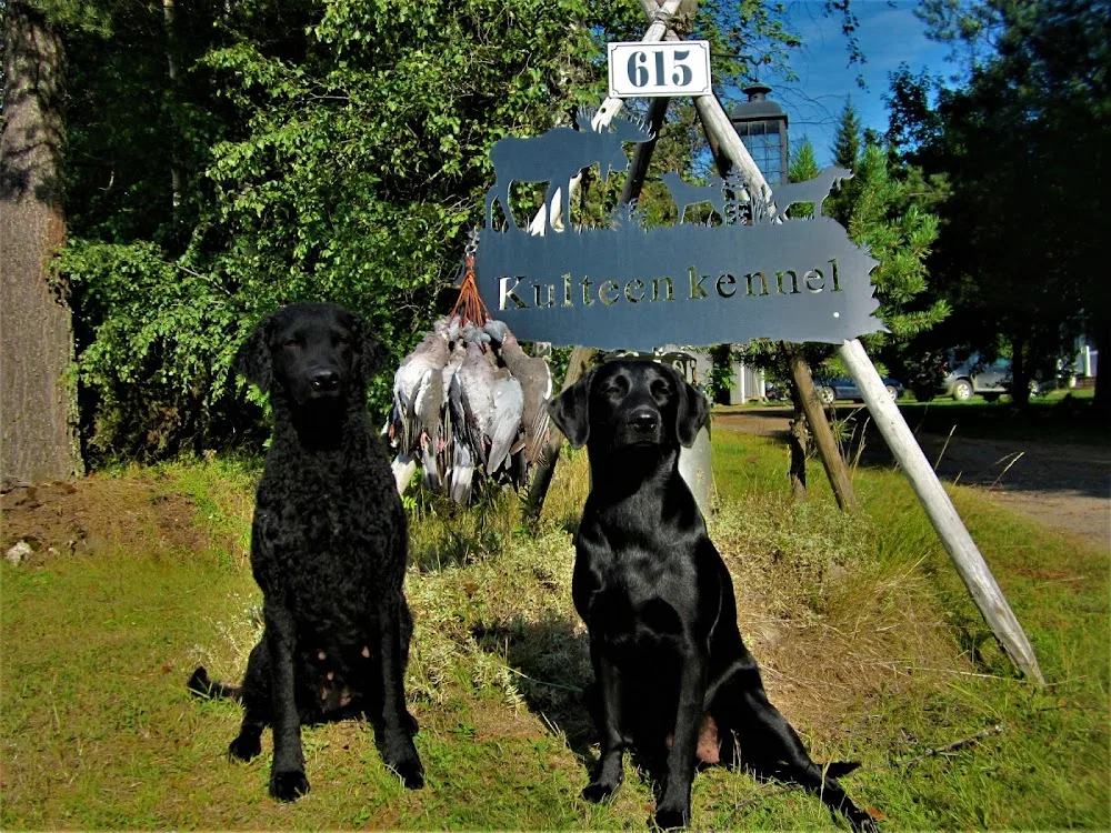Kulteen Kennel - Central Ostrobothnia pet otel görseli 8