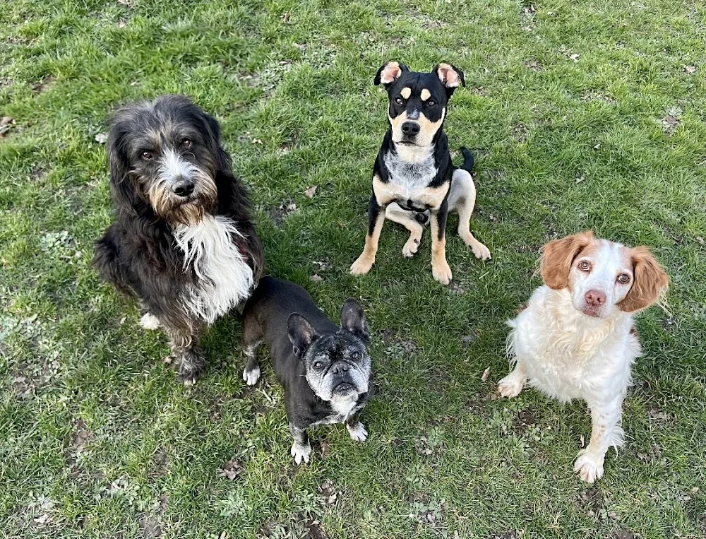 Calie et Compagnie - pension canine - Centre-Val de Loire pet otel görseli 2