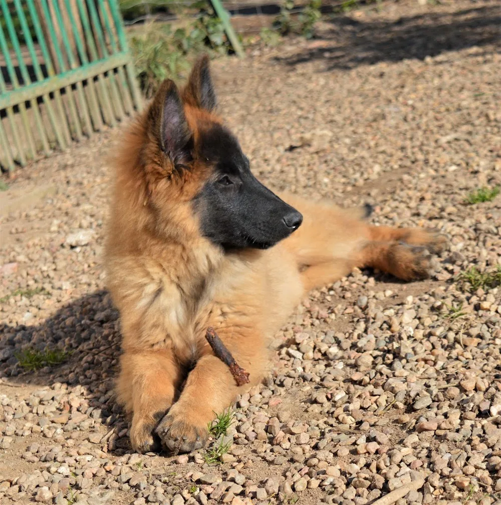 Centre Canin de La Forêt des Lyns - Pension canine, Elevage, Education Canine & Obéjump - Centre-Val de Loire pet otel görseli 6