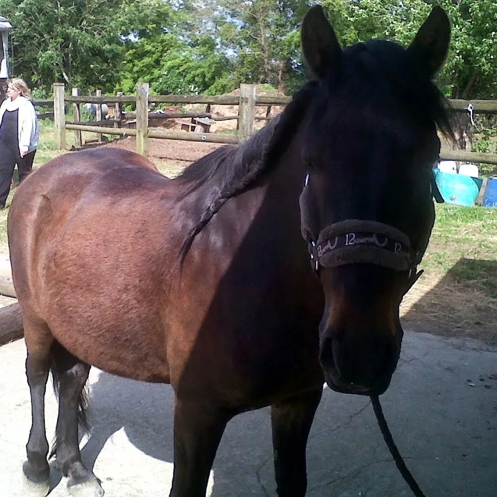 Chenil les Mille Calins - Centre-Val de Loire pet otel görseli 4