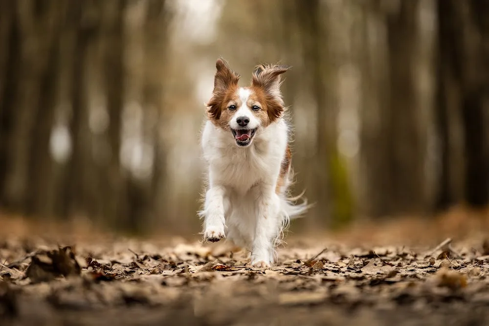 Chien Serein - Pension canine, Parc Canin , éducation canine, photo animalière - Centre-Val de Loire pet otel görseli 3