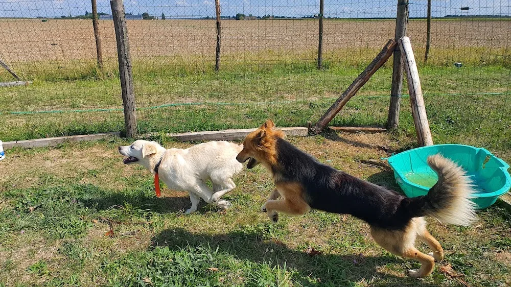 Com' Educ Pension et Education canine - Centre-Val de Loire pet otel