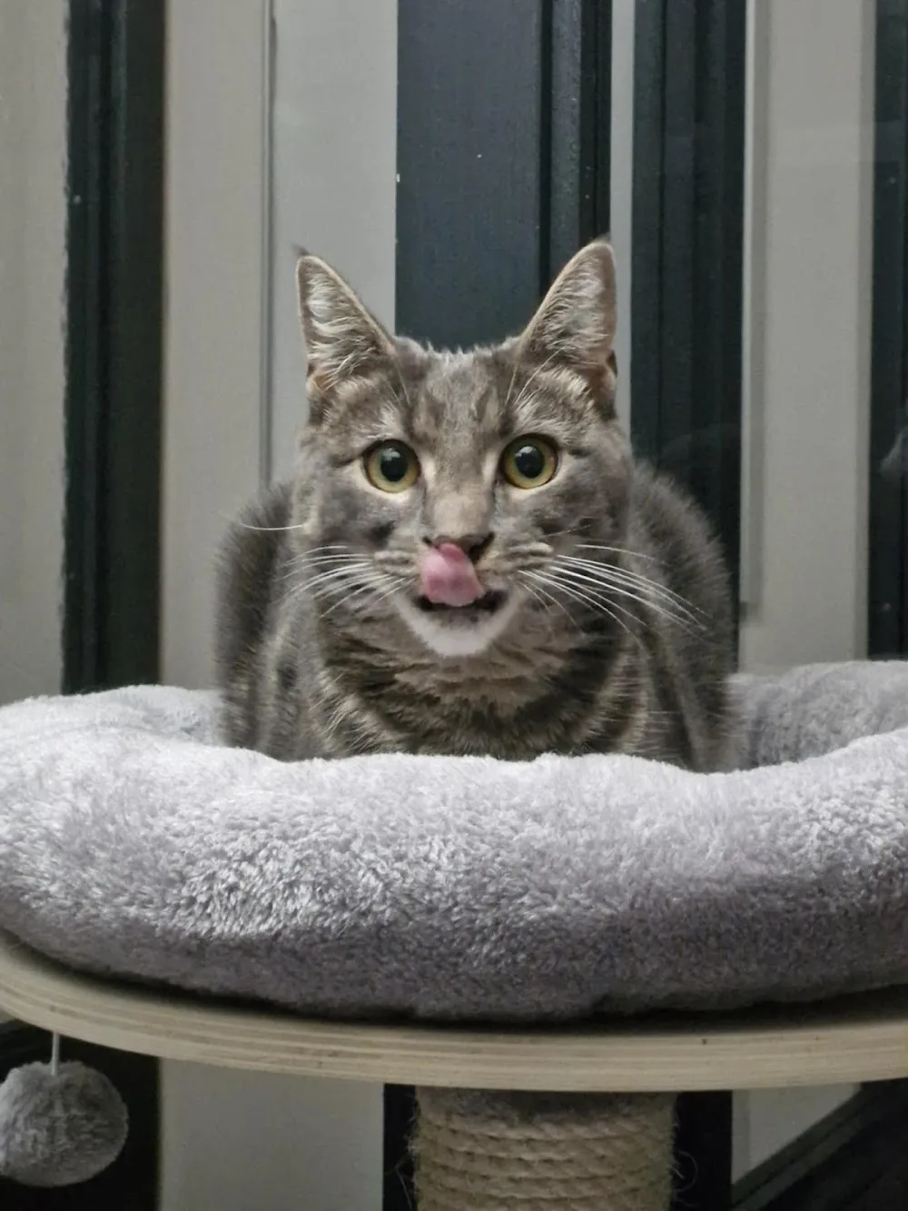 Hôtel des Félins Pension pour chats dans le 28 - Centre-Val de Loire pet otel görseli 3