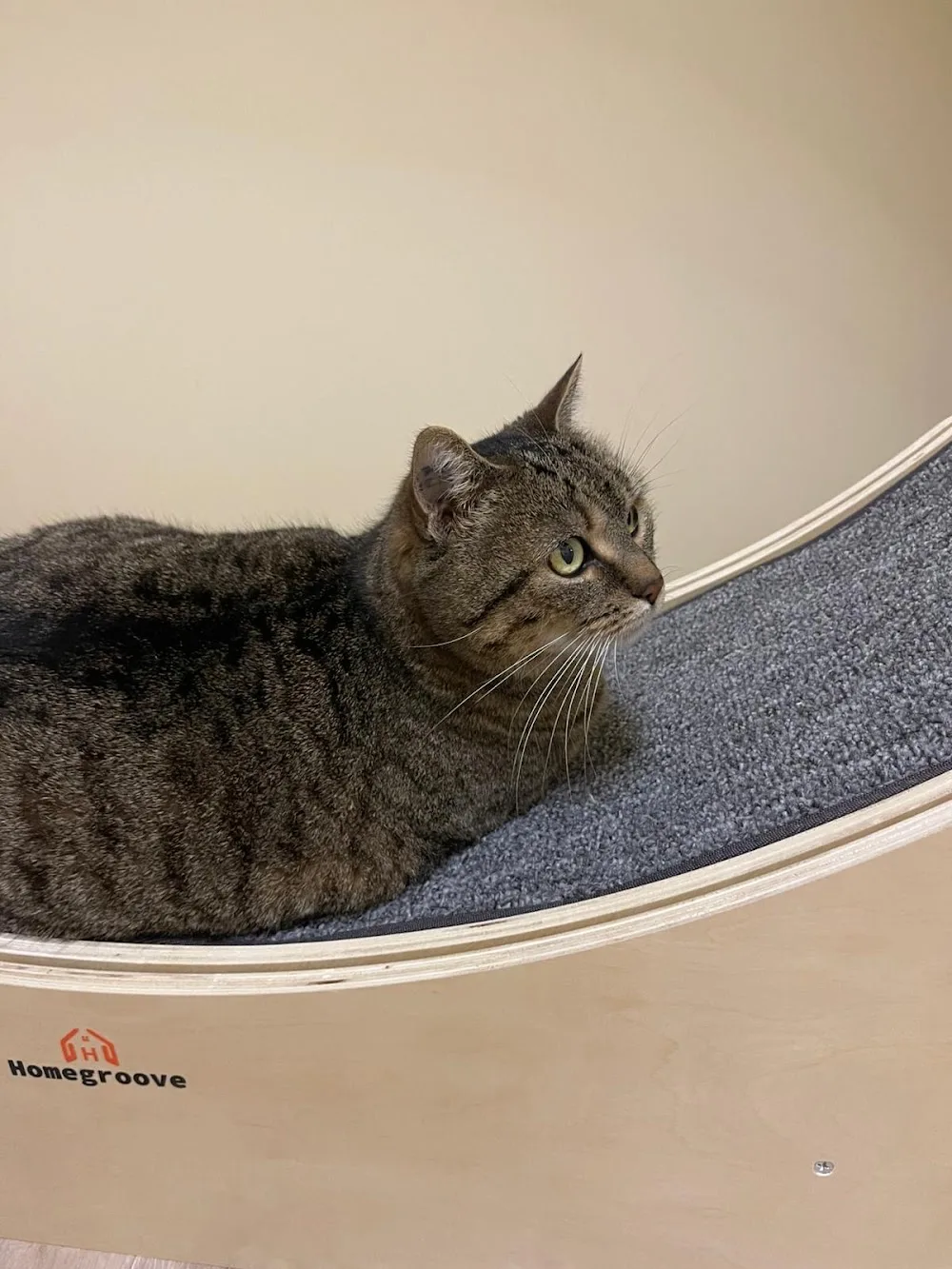 La pension féline du Chat Pitre - Centre-Val de Loire pet otel görseli 7