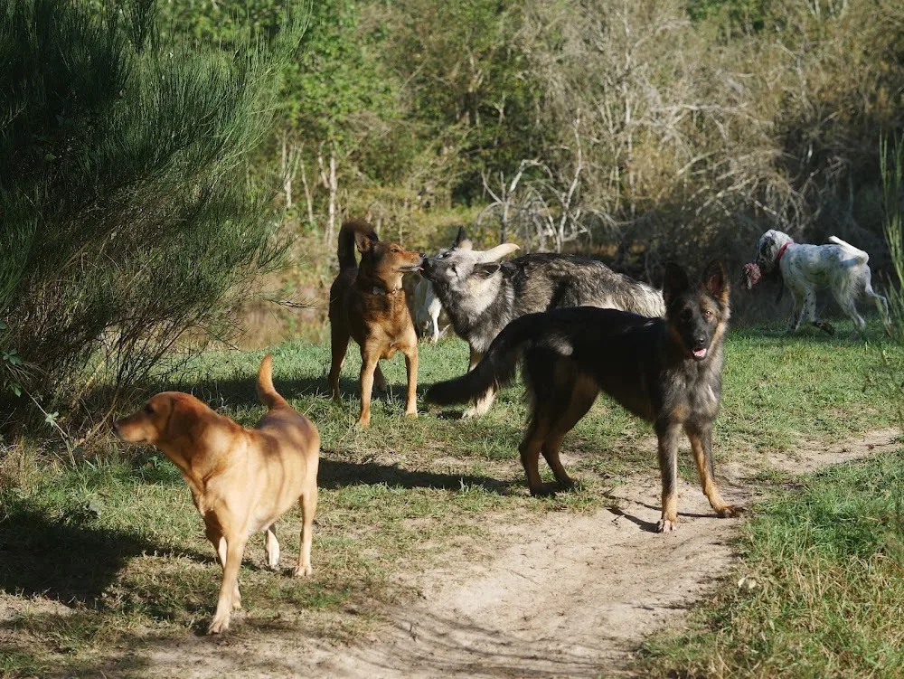 Les enseignements d'Apache - Domaine des Hurons - Centre-Val de Loire pet otel
