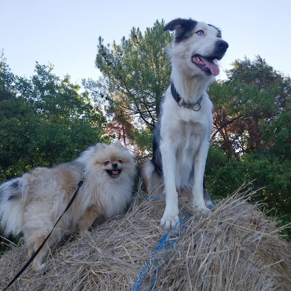 Pension Canine 41 - Centre-Val de Loire pet otel görseli 3