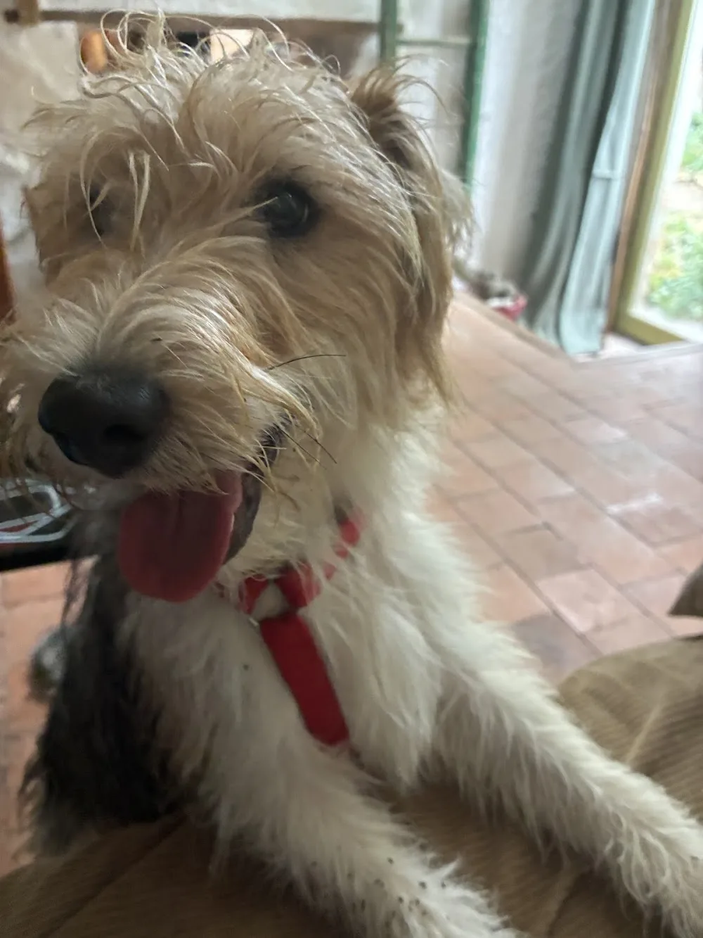 Pension canine chez Zita - Centre-Val de Loire pet otel görseli 7