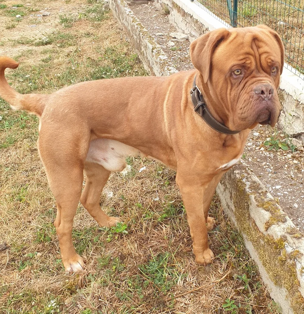 Pension Canine Dans L Orne - Centre-Val de Loire pet otel