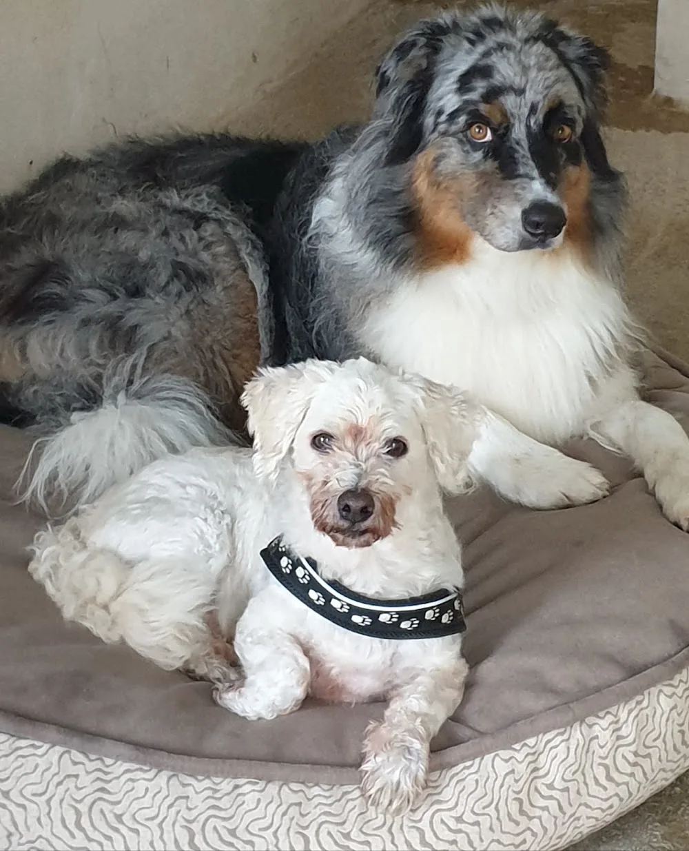 Pension Canine Dans L Orne - Centre-Val de Loire pet otel görseli 3