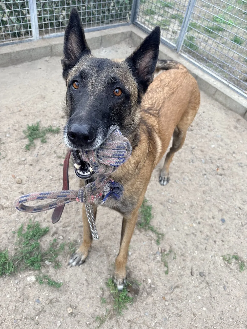 Pension Canine et Féline La Louvetière Le Mans-72-Sarthe La Chartre sur le Loir Ecommoy Le Lude Bouloire - Centre-Val de Loire pet otel görseli 3