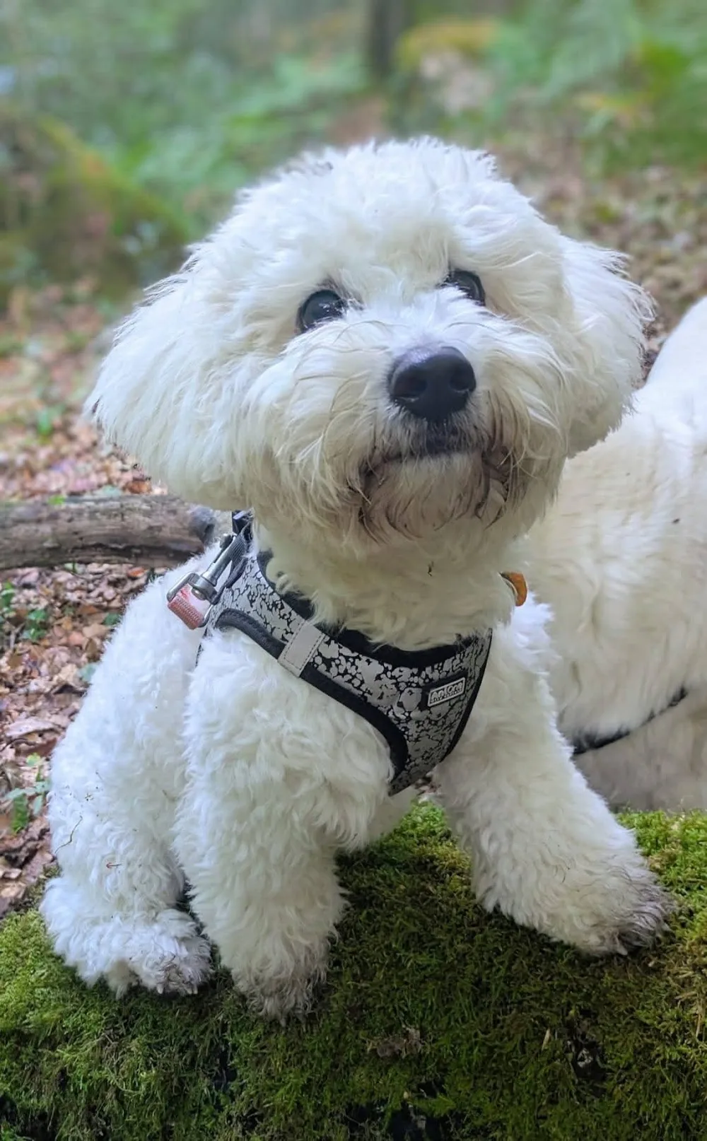 Pension Canine familiale A l'Orée de la forêt - Centre-Val de Loire pet otel görseli 2