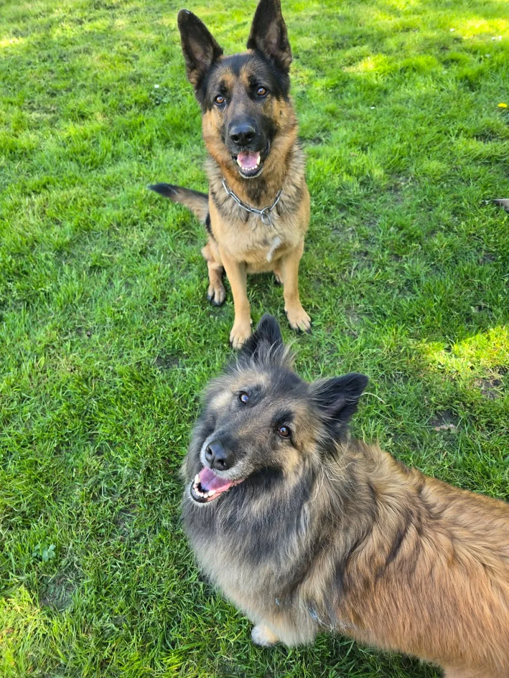 Pension Canine familiale A l'Orée de la forêt - Centre-Val de Loire pet otel görseli 3