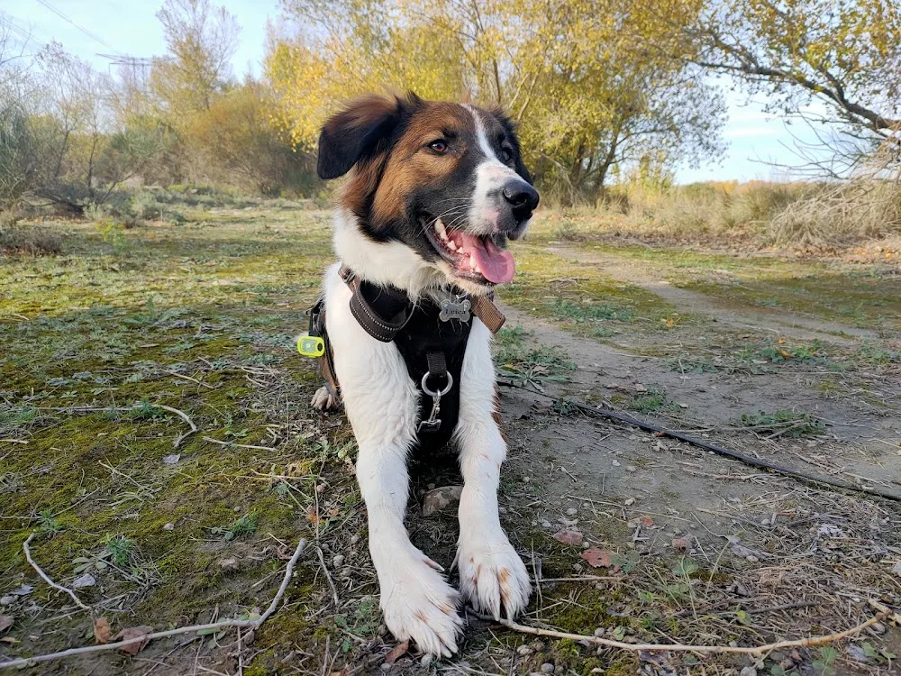 Pension canine familiale Pacopi - Centre-Val de Loire pet otel görseli 6