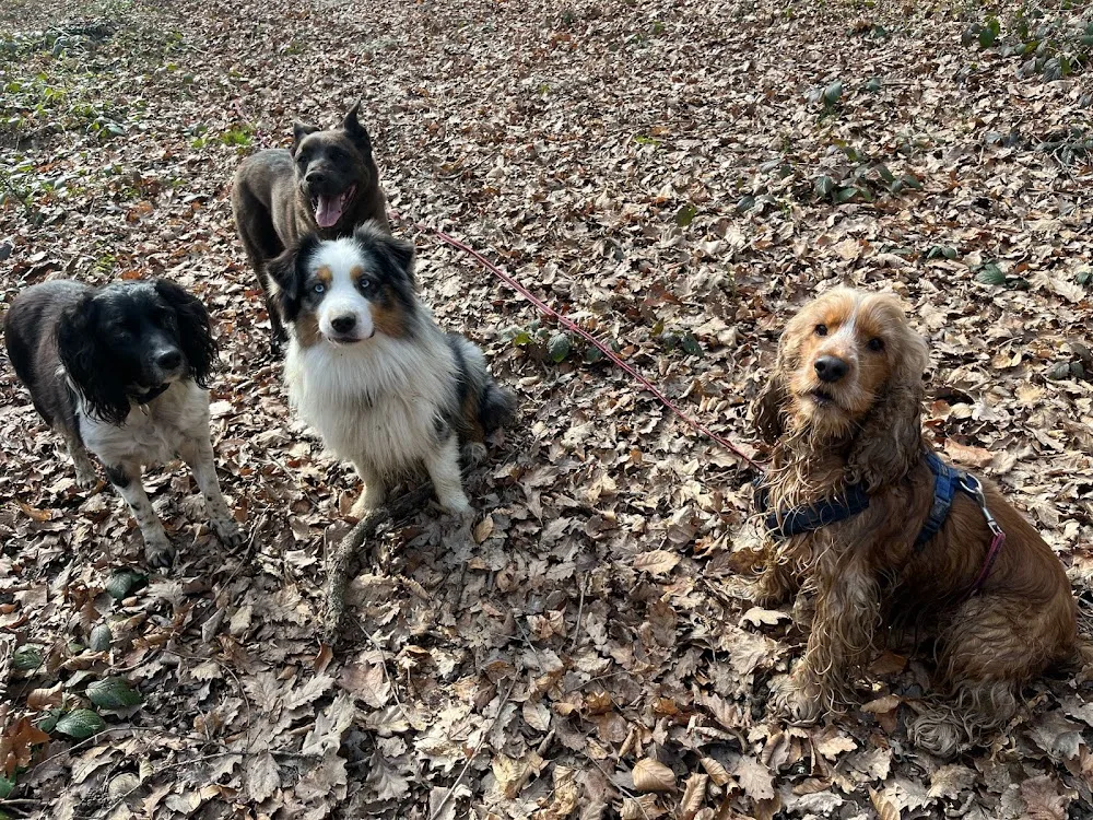Pension canine familiale Pacopi - Centre-Val de Loire pet otel görseli 11
