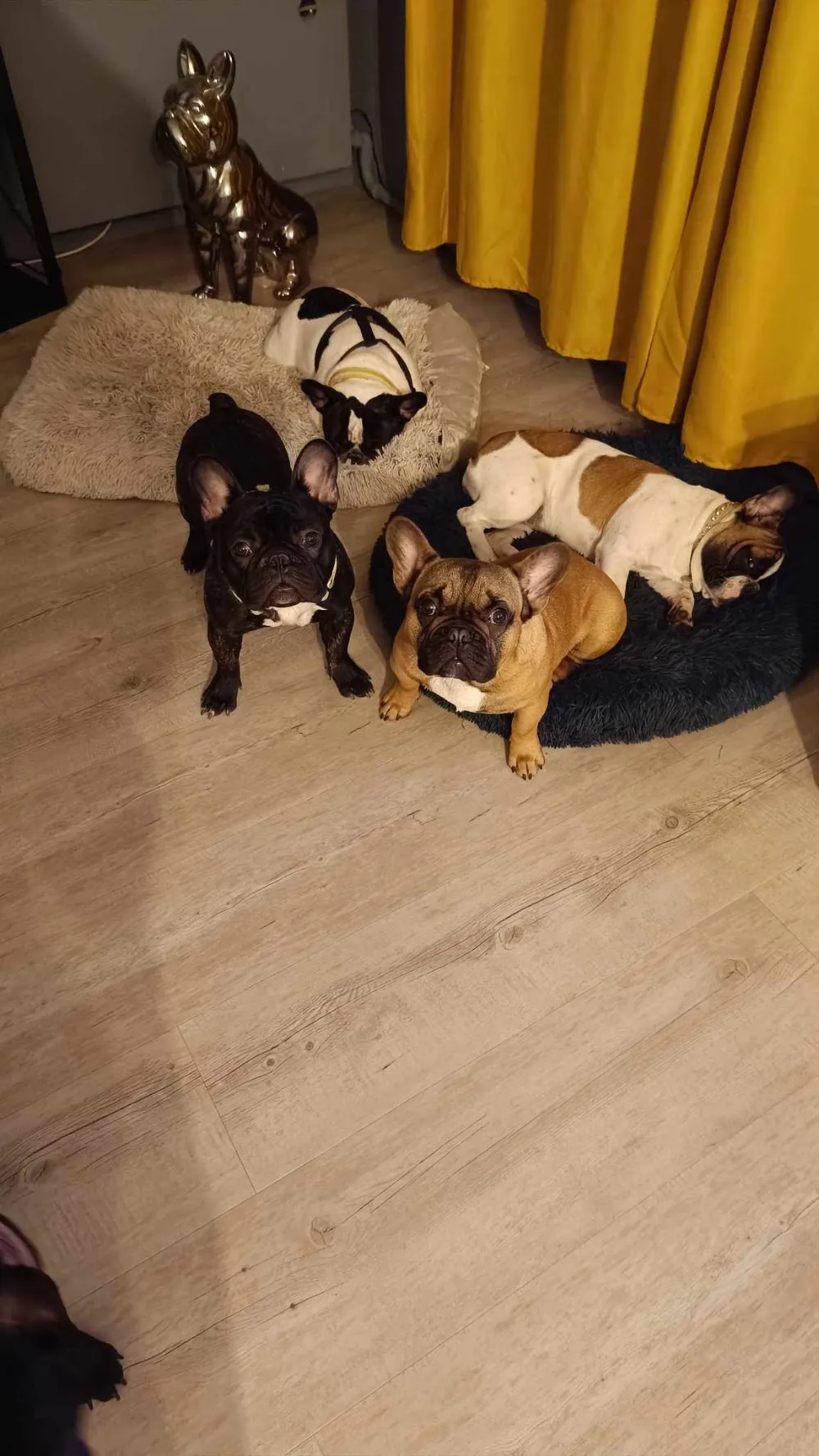 Pension canine - L'hôtel des 4 pattes - Centre-Val de Loire pet otel görseli 3