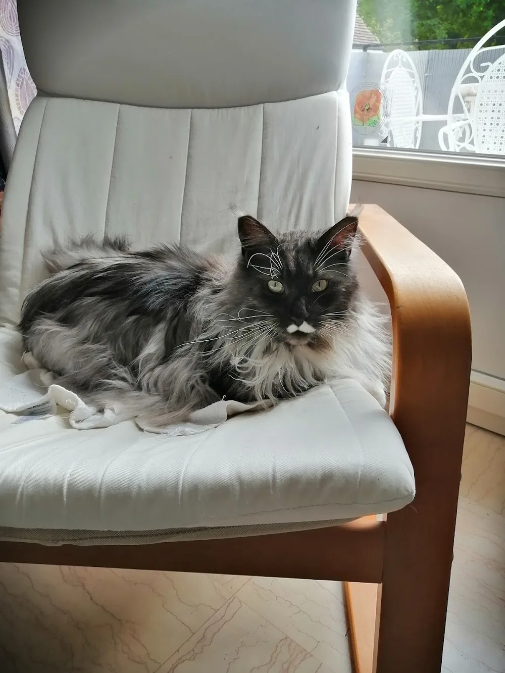 Pension Féline Les Chats Pristy - Centre-Val de Loire pet otel görseli 3
