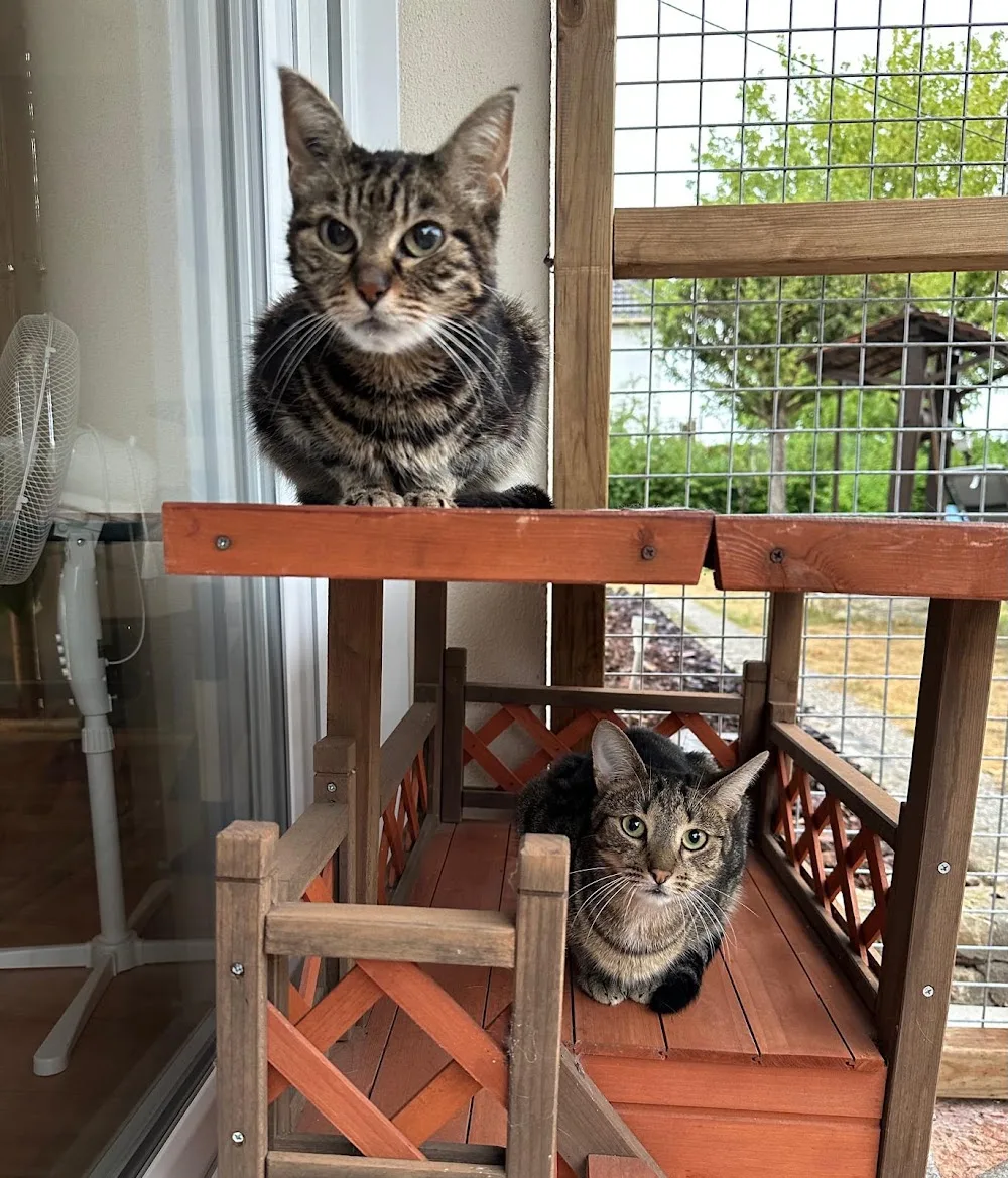 Pension pour chats Yanimo - Centre-Val de Loire pet otel görseli 2