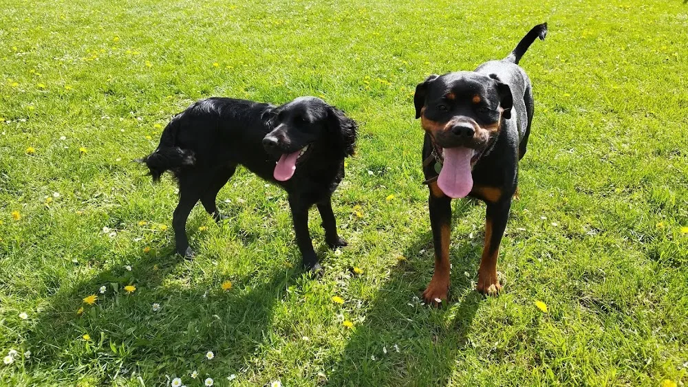 Pet Cycy – Naturopathie animalière & Garde à Fondettes - Centre-Val de Loire pet otel görseli 2