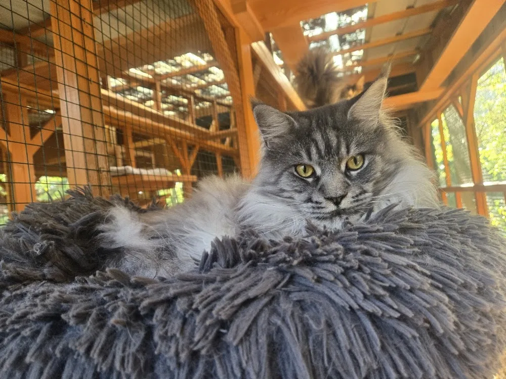 Psv-pl elevage Maine Coon/Westie et pension chien chat - Centre-Val de Loire pet otel