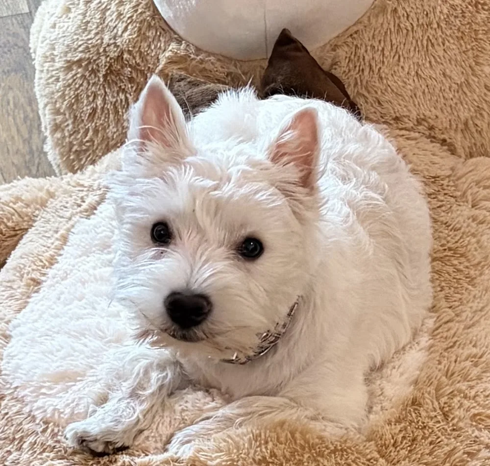 Psv-pl elevage Maine Coon/Westie et pension chien chat - Centre-Val de Loire pet otel görseli 3