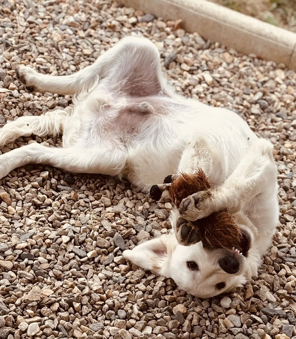 Villa Canina 36 pension canine familiale - Centre-Val de Loire pet otel görseli 3