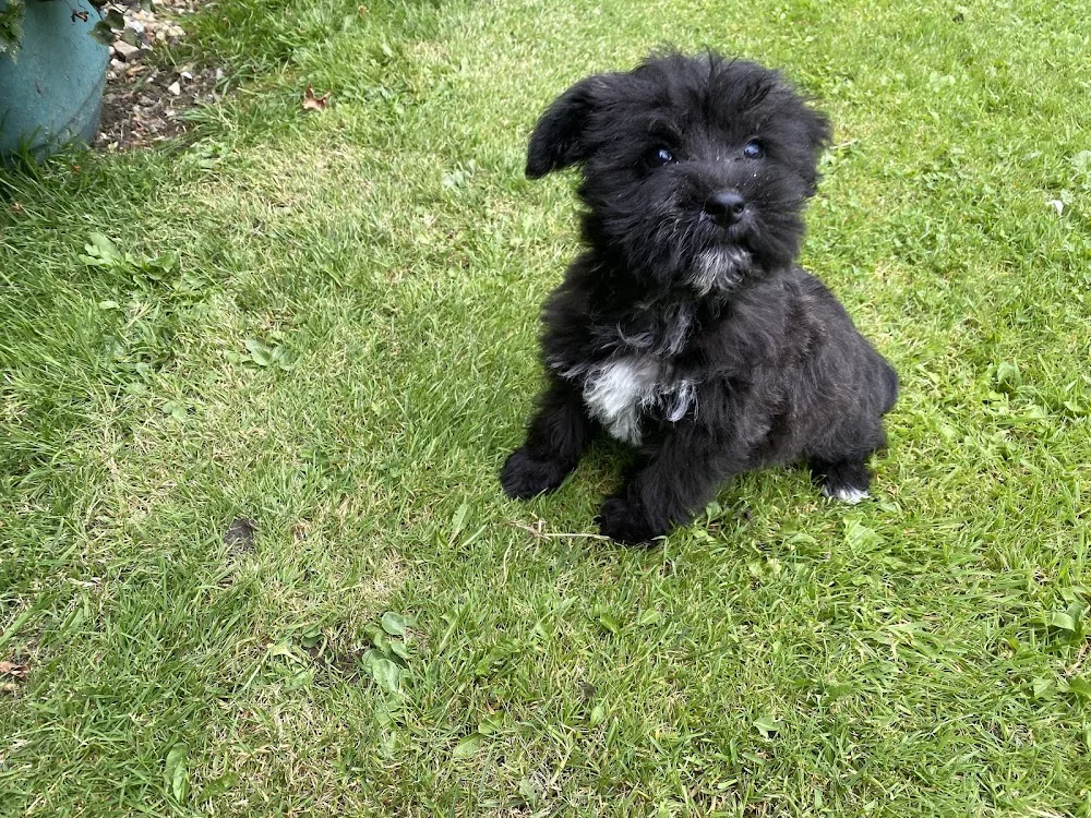 Castellan House Kennels - Ceredigion pet otel