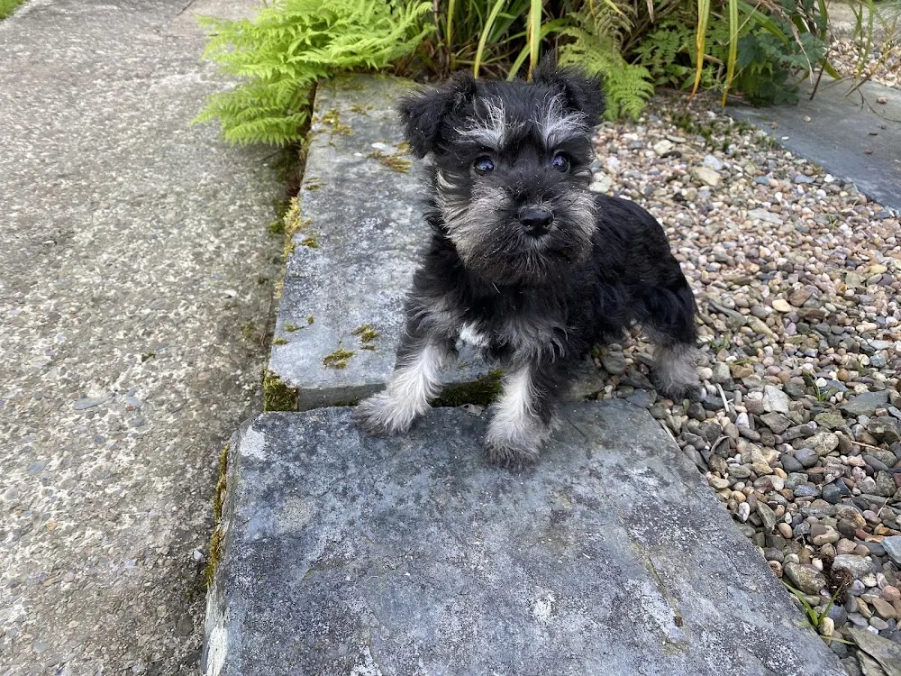 Castellan House Kennels - Ceredigion pet otel görseli 3