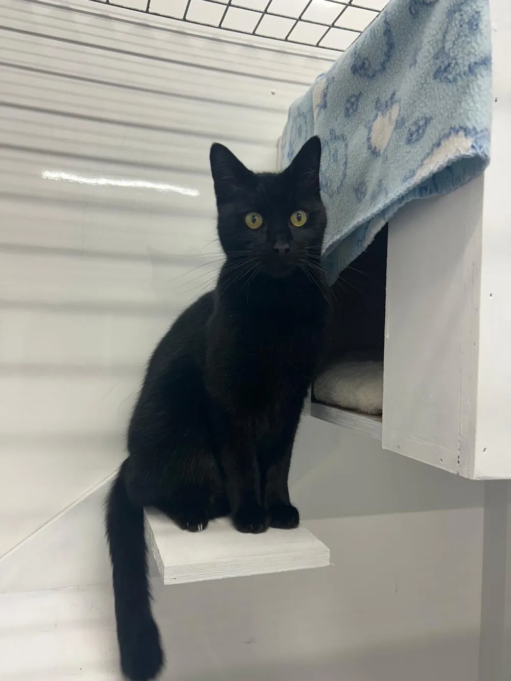 Cathdy Luxury Cat Retreat - Ceredigion pet otel