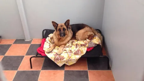 Clwb Boarding Kennels - Ceredigion pet otel