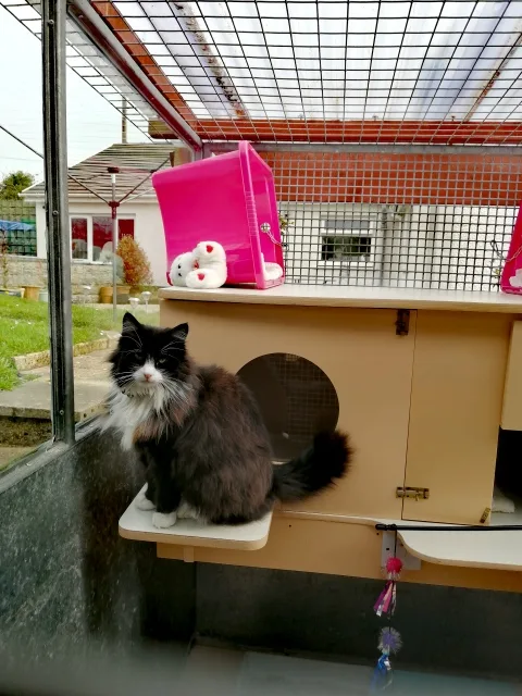 Contented Cats Boarding Cattery - Ceredigion pet otel