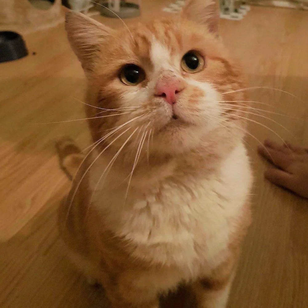 Cwm Cou Cattery - Ceredigion pet otel görseli 3