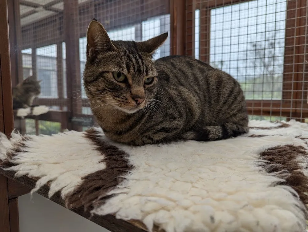 Fronfelen Cattery - Ceredigion pet otel görseli 3