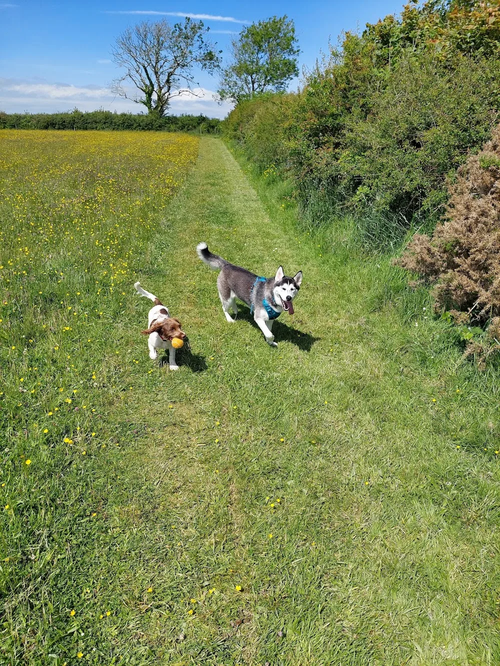 Maesylan Boarding Kennels - Ceredigion pet otel görseli 3