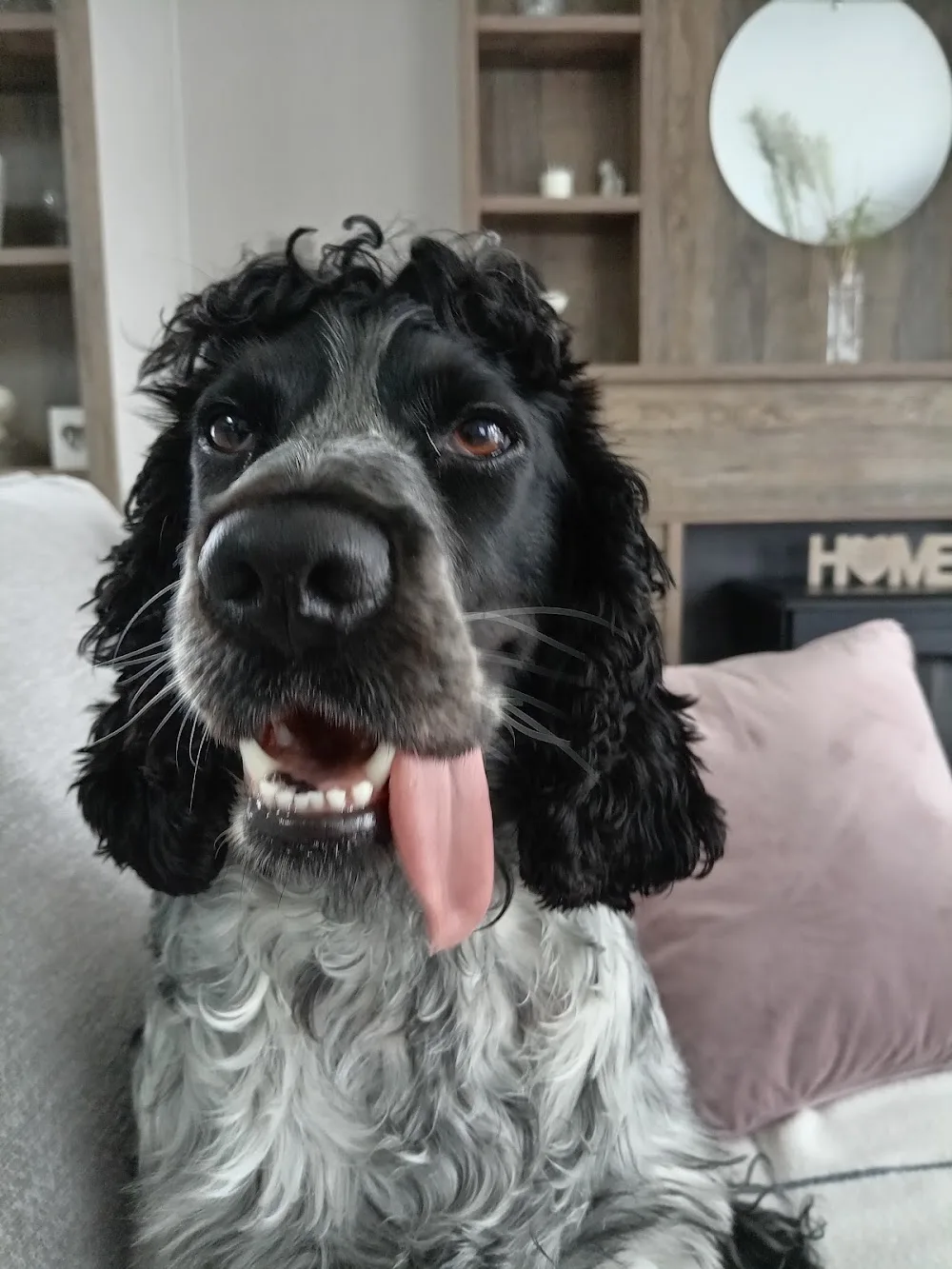 Meurig Kennels - Ceredigion pet otel görseli 3