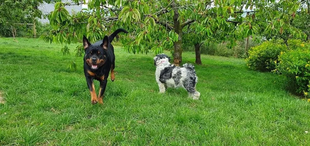 Mountain View Boarding Kennels - Ceredigion pet otel görseli 3