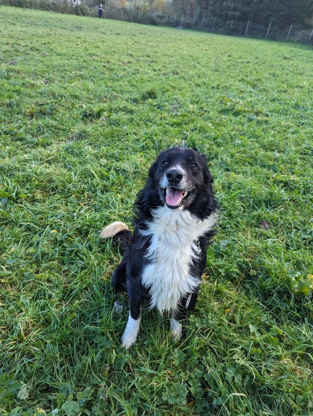 Tegfan Boarding Kennels - Ceredigion pet otel görseli 3