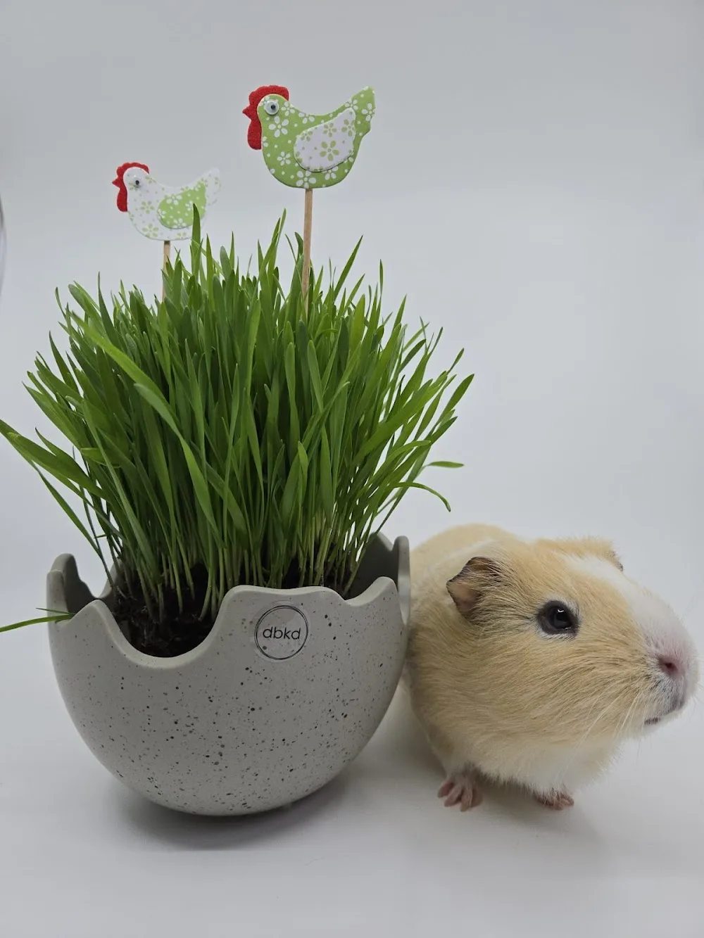 Hlídání mazlíčků Petland - Česká Lípa pet otel görseli 3