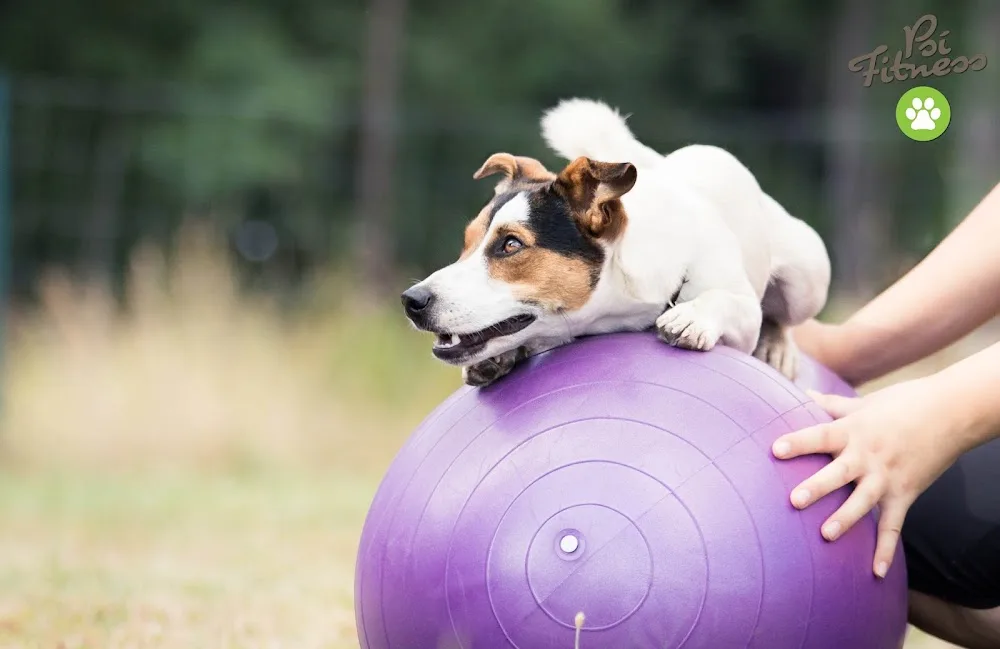 Psí fitness - České Budějovice pet otel görseli 6