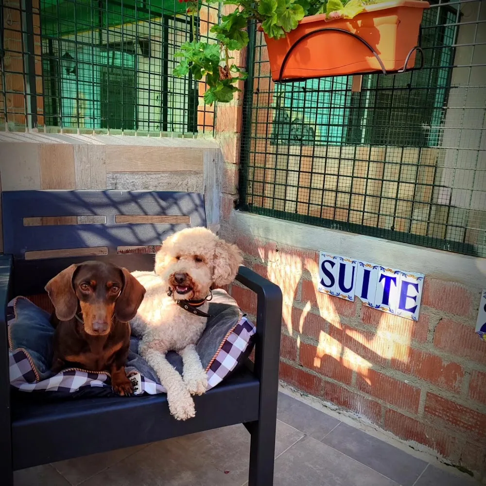 Residencia Canina Elvira Libert-Mimos - Ceuta pet otel görseli 3