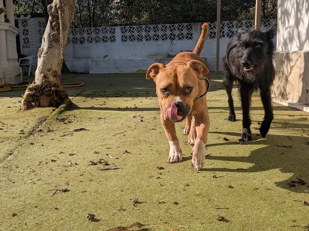 Soto Dog Services - Ceuta pet otel
