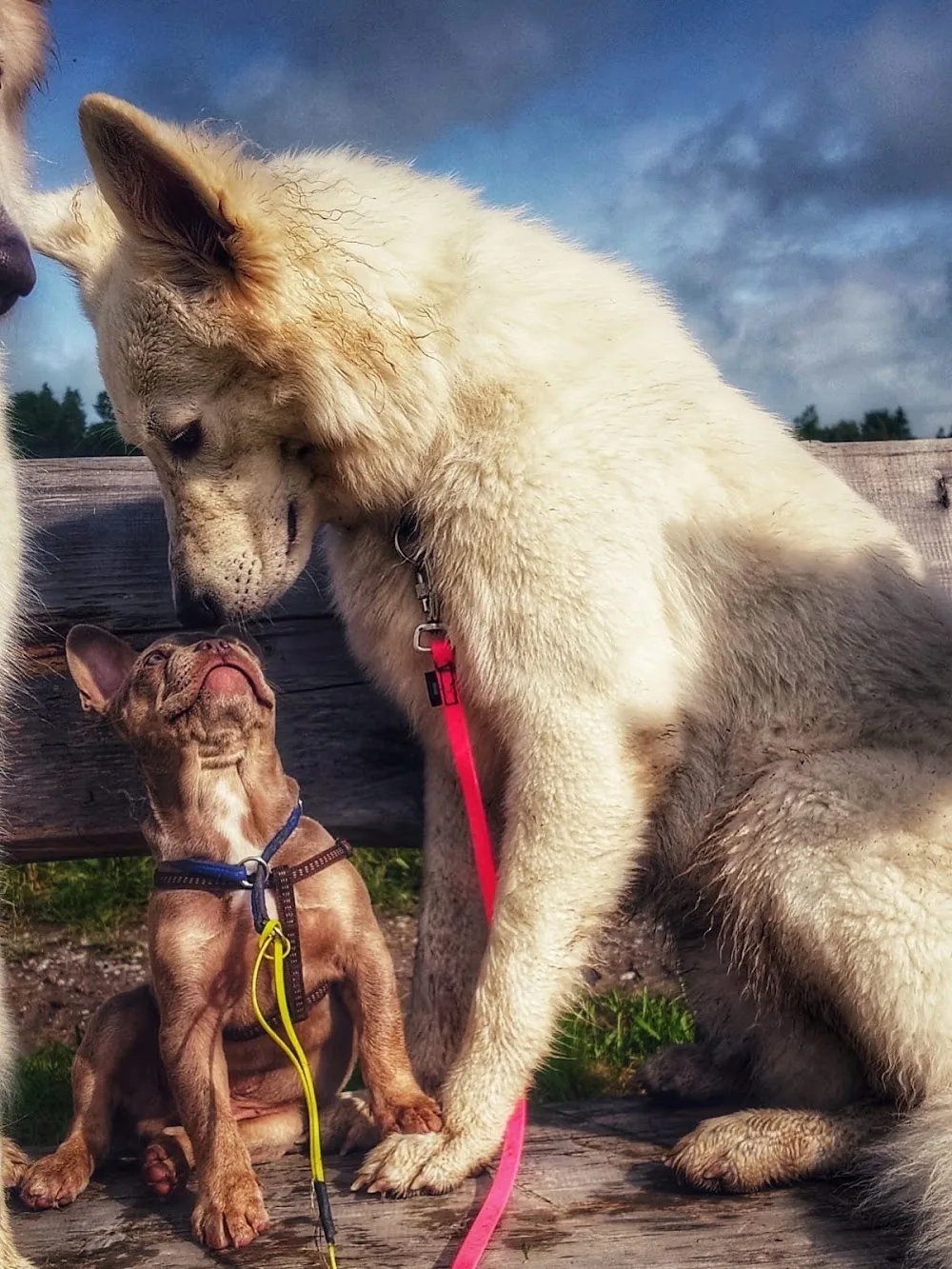 Buddy4Dogs - Jura pet otel