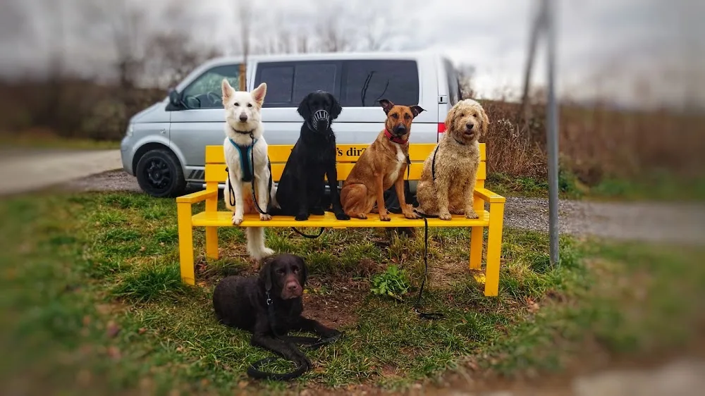 Buddy4Dogs - Jura pet otel görseli 3