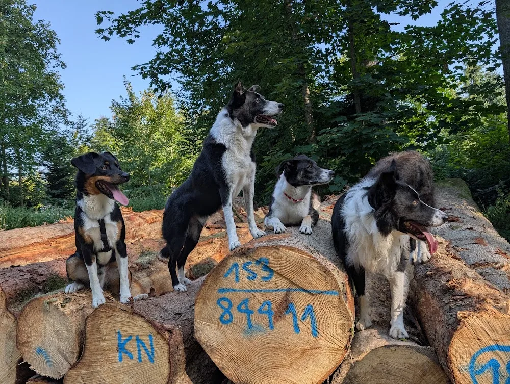 Caro's Hundeservice - Jura pet otel