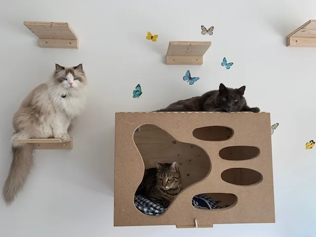 Hôtel pour chats de la Clinique VETérinaire - Jura pet otel