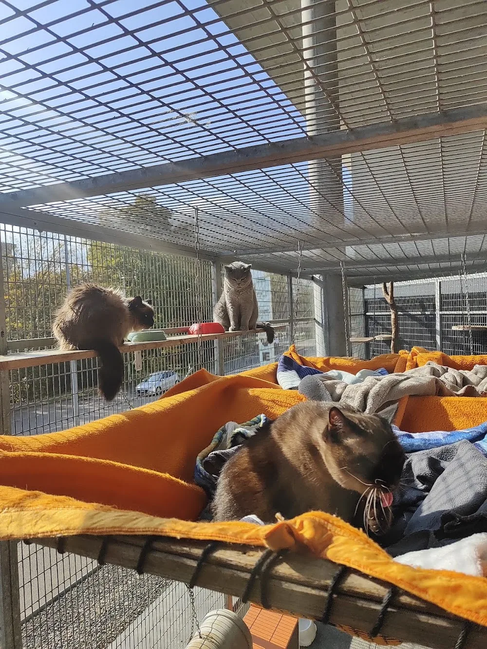 Hôtel pour chats de la Clinique VETérinaire - Jura pet otel görseli 3