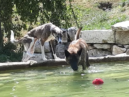 Hundepension Grisette - Jura pet otel